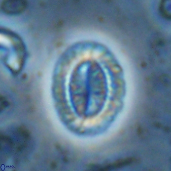 Hornibrookina teuriensis 28841