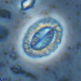 Hornibrookina teuriensis 28842