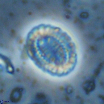 Hornibrookina teuriensis 28843