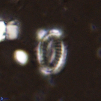 Hornibrookina teuriensis 50336