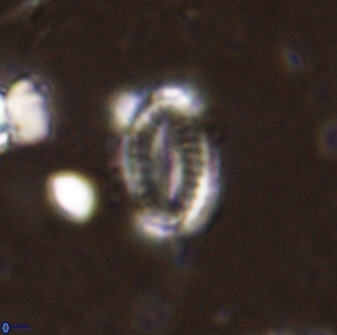 Hornibrookina teuriensis 50338