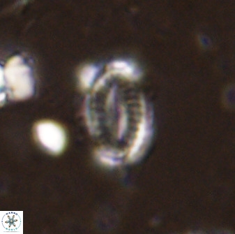 Hornibrookina teuriensis 50338
