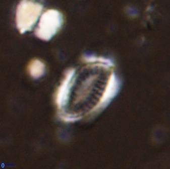Hornibrookina teuriensis 50342