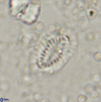Hornibrookina teuriensis 50344