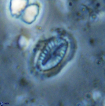 Hornibrookina teuriensis 50348