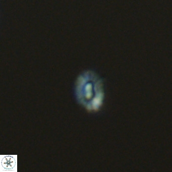 Hughesius gizoensis VR 09337