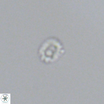 Hughesius gizoensis VR 09344