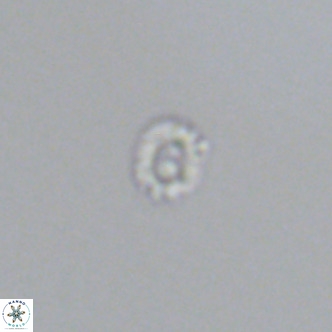 Hughesius gizoensis VR 09345