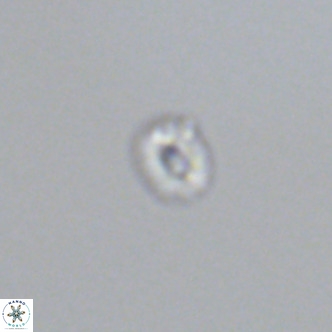 Hughesius gizoensis VR 09346