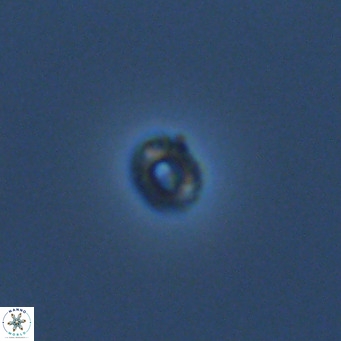 Hughesius gizoensis VR 09347