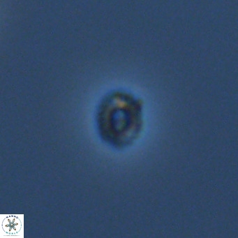 Hughesius gizoensis VR 09348