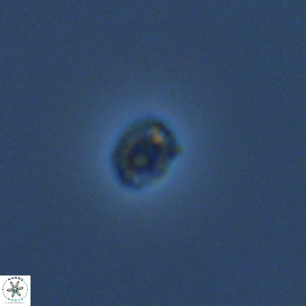 Hughesius gizoensis VR 09349