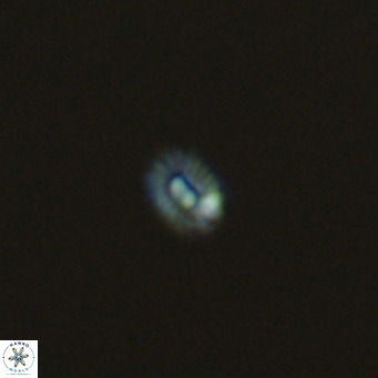Hughesius gizoensis VR 09340