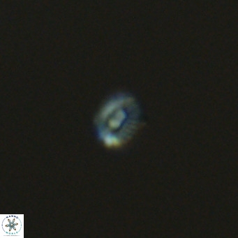 Hughesius gizoensis VR 09342