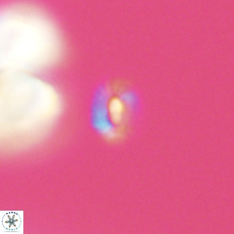 Hughesius gizoensis VR 09824