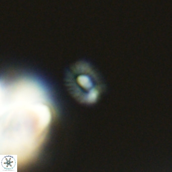 Hughesius gizoensis VR 09826