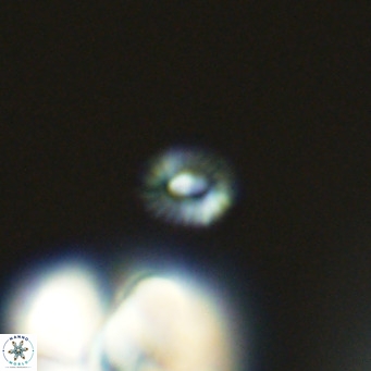 Hughesius gizoensis VR 09827