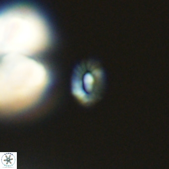 Hughesius gizoensis VR 09823