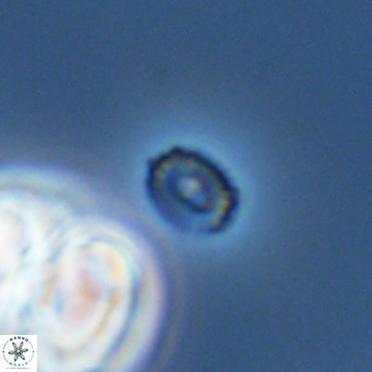 Hughesius gizoensis VR 09837