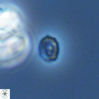 Hughesius gizoensis VR 09838