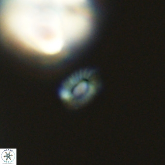 Hughesius gizoensis VR 09830