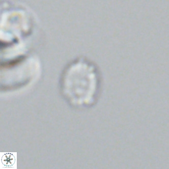 Hughesius gizoensis VR 09833