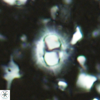 Hughesius synchysi VR 16604