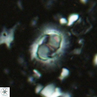 Hughesius synchysi VR 16608
