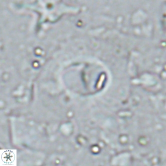 Hughesius synchysi VR 16612