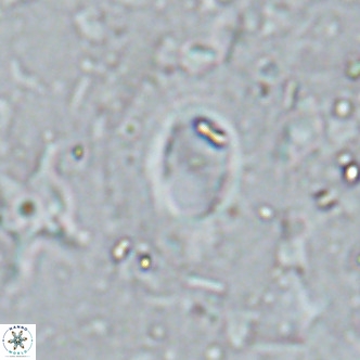 Hughesius synchysi VR 16614