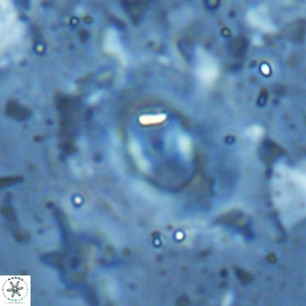 Hughesius synchysi VR 16619