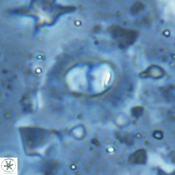 Hughesius synchysi VR 16621