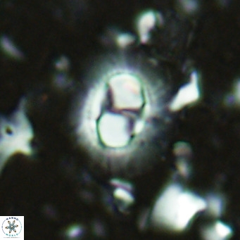 Hughesius synchysi VR 16622