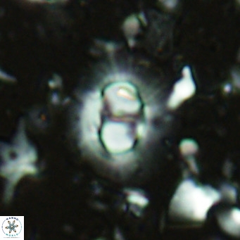 Hughesius synchysi VR 16625
