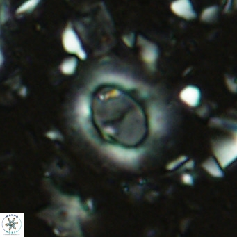 Hughesius synchysi VR 16626