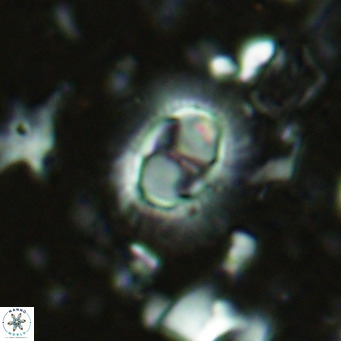 Hughesius synchysi VR 16629