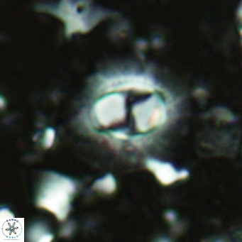 Hughesius synchysi VR 16630