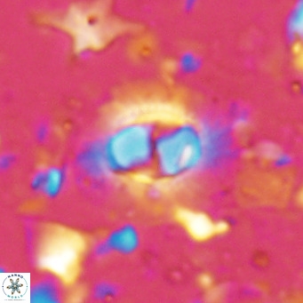 Hughesius synchysi VR 16631