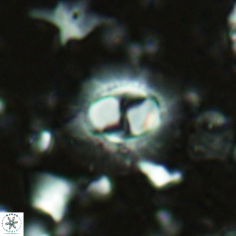 Hughesius synchysi VR 16633