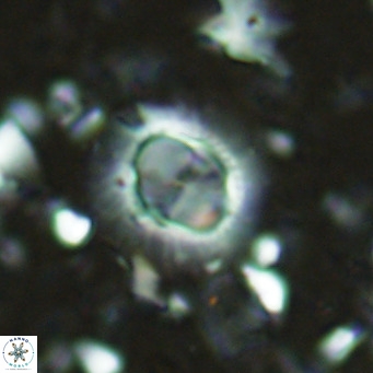 Hughesius synchysi VR 16636