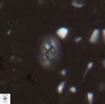 Hughesius tasmaniae 27837