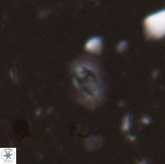 Hughesius tasmaniae 27839