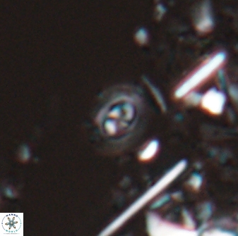 Hughesius tasmaniae 22747