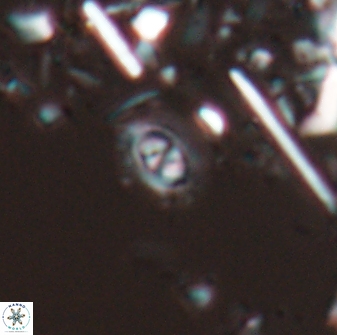 Hughesius tasmaniae 22743