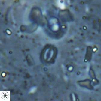 Hughesius youngii 27881