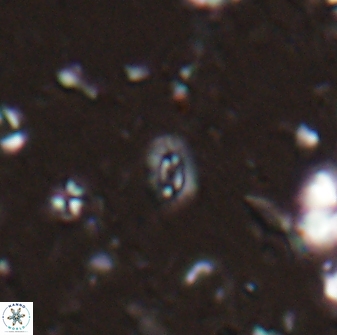 Hughesius youngii 27941