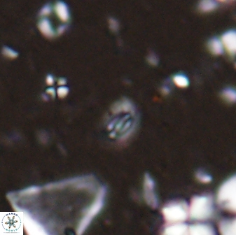 Hughesius youngii 27942
