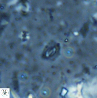 Hughesius youngii 27944