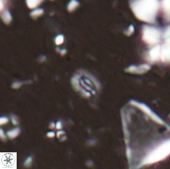 Hughesius youngii 27938