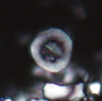 Hypsiteicholithus polymerus 22357